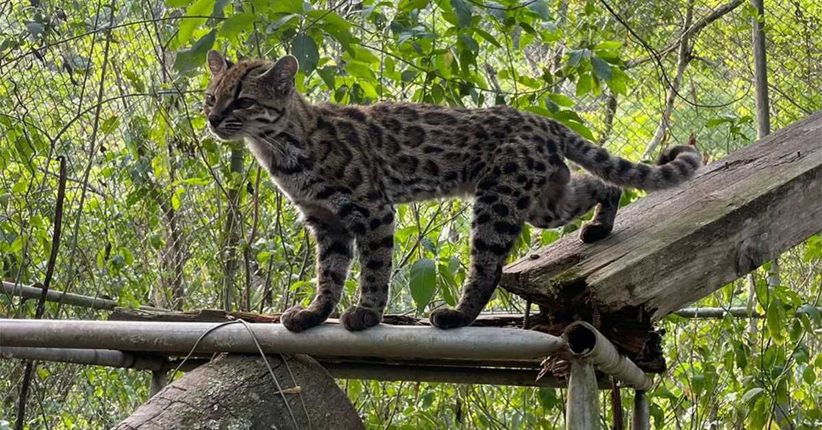 Научници открили нову врсту дивље мачке у Боливији