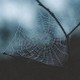 Ли Вернон: Фантомски љубавник