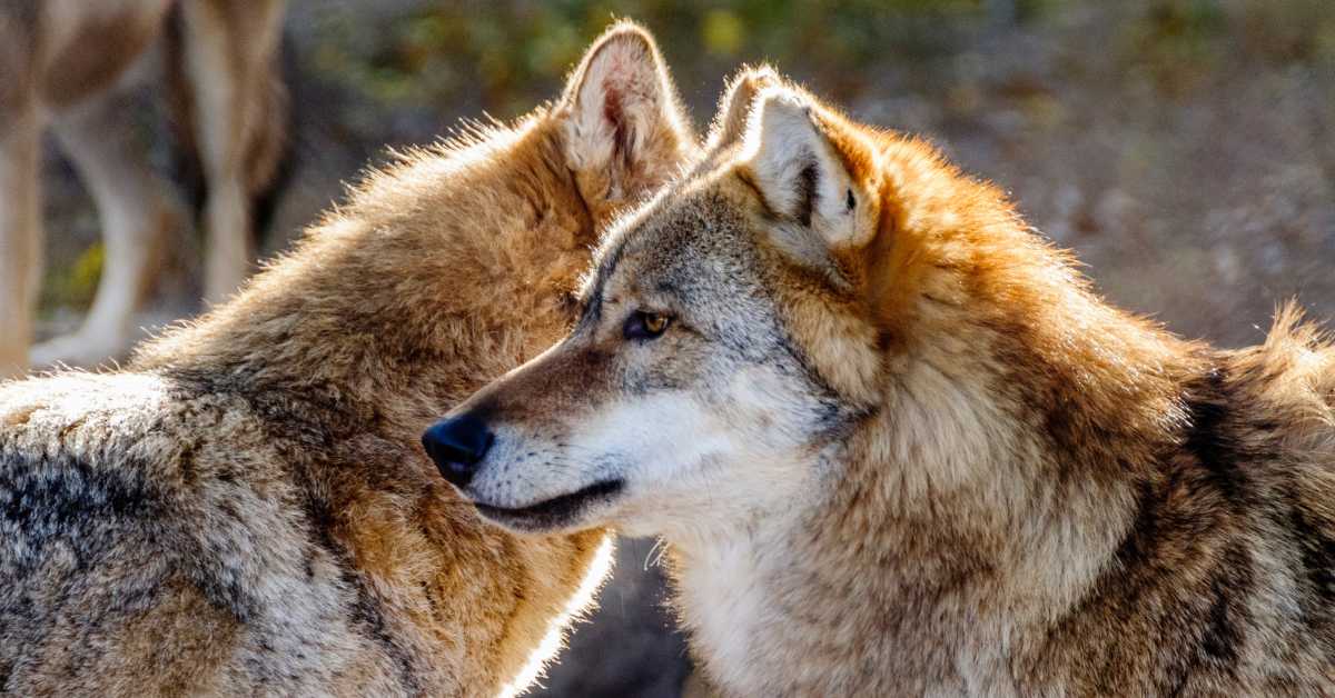 Како вукови могу да промене понашање јелена и дивљих свиња