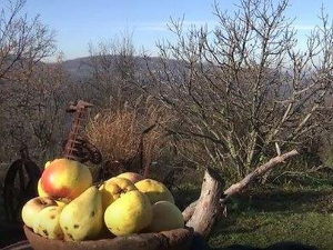 Еко минијатуре: Старе српске сорте -ходајући лук