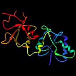 BRCA1-gen.jpg BRCA1-gen.jpg