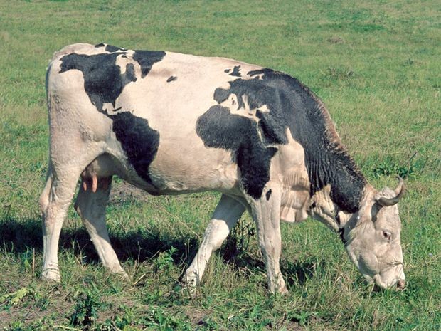Светска крава, рад Југослава Влаховића