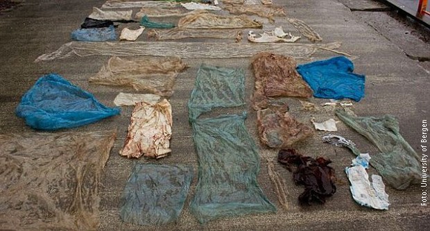 U stomaku nasukanog kita pronađeno 30 plastičnih kesa 4