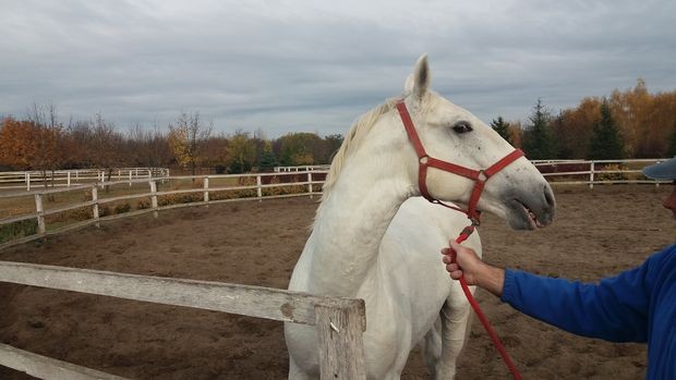 Липицанер ергеле Келебија