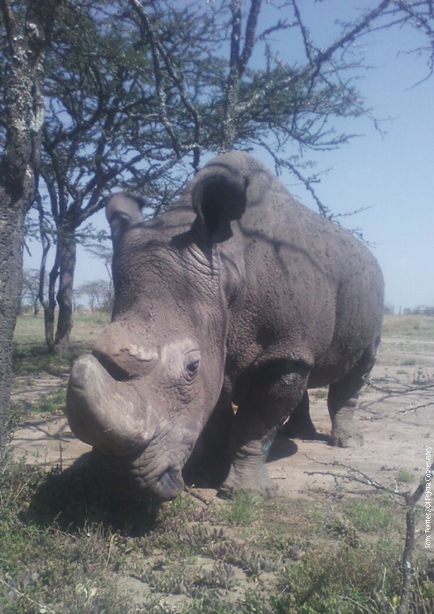 Sudan je bio poslednji mužjak severnog belog nosoroga