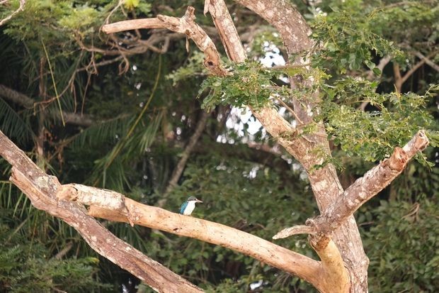 Прашума Борнео