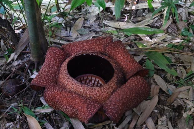 Рафлесија, највећи цвет на свету