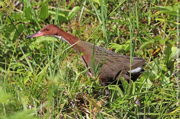 Blaga evolucija i njen rezultat (ilustracija)