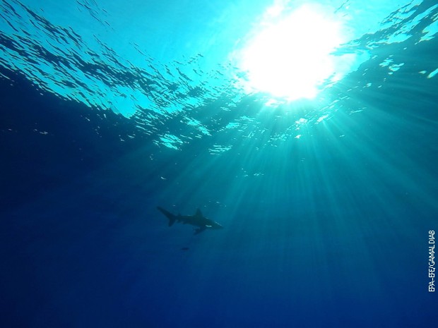 Žena preminula tokom plivanja u Mejnu, sumnja se na napad ajkule