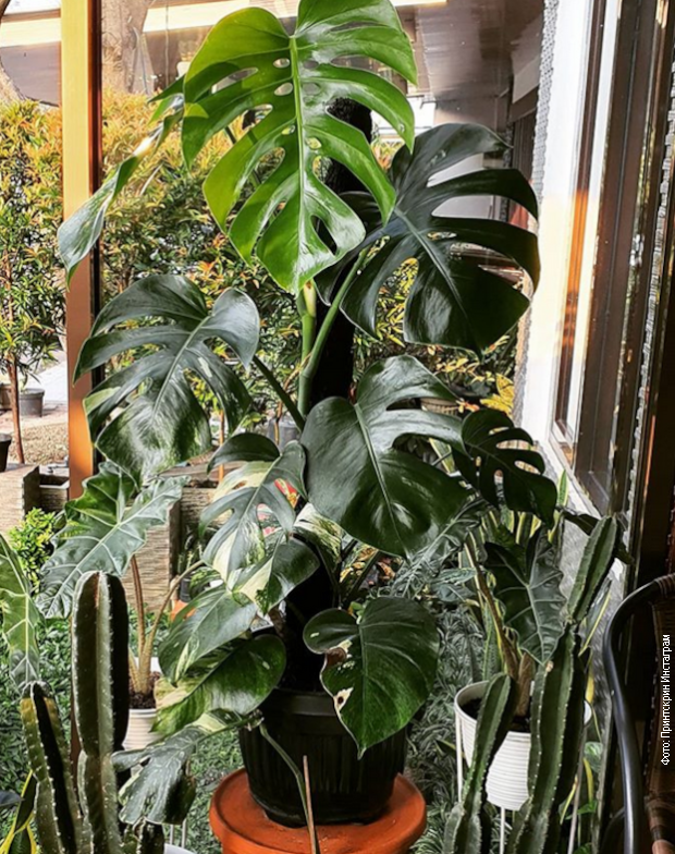monstera online Monstera green on green main image 1