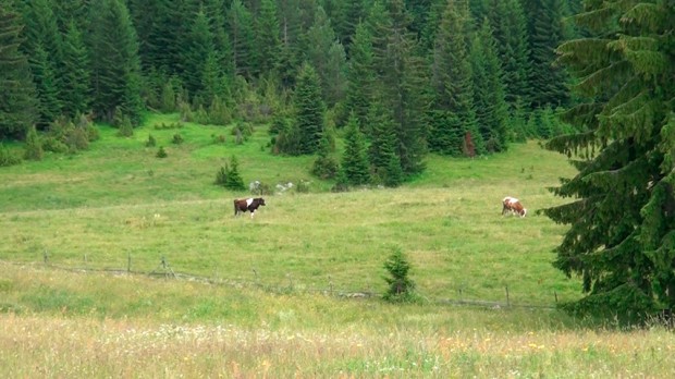 Neposredni proizvođači mleka i mlečnih proizvoda