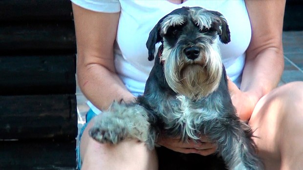 Kućni ljubimac je prvi posustao