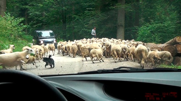 Da mi je biti ovčarski pas. Bar jedan dan, jedan sat, jedan tren...
