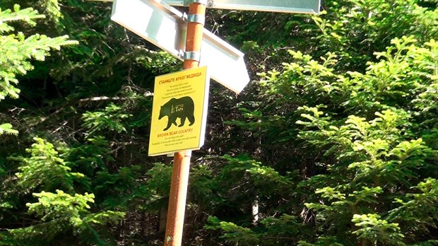 Tamo gde medvedi raznose poštu