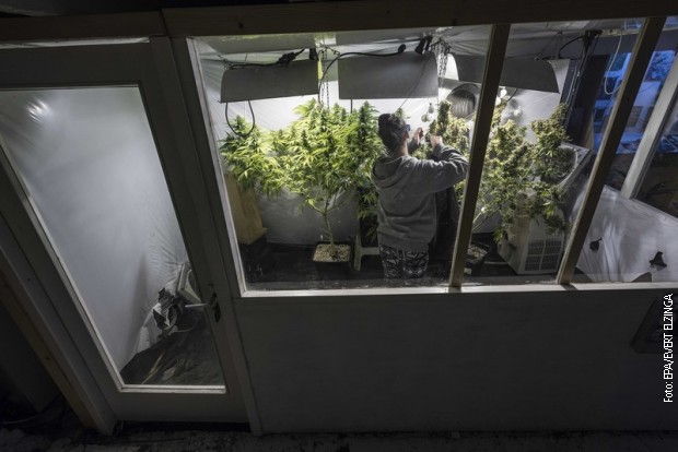 Farma kanabisa u podrumu zgrade u Amsterdamu