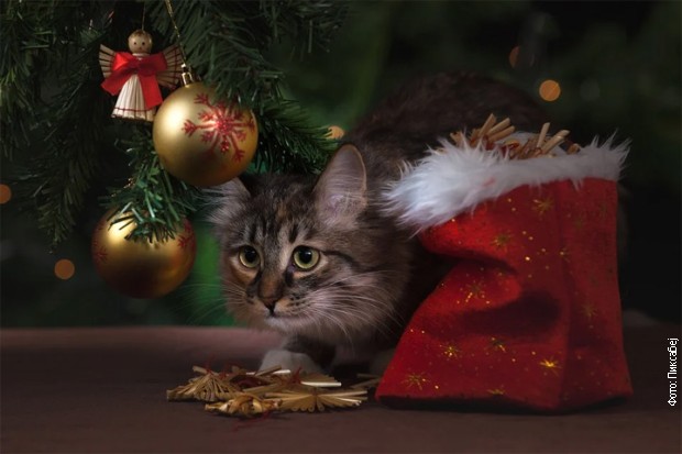 Udomite kucu ili macu, deca ionako već godinama traže kućnog ljubimca