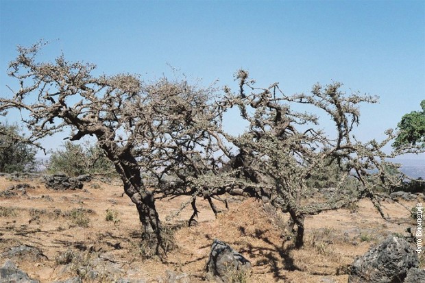 Tamjanovo drvo - Bosvelija sakra