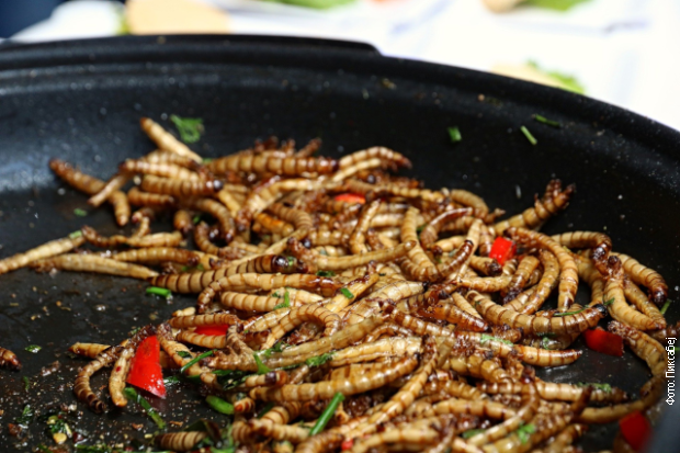 mealworms.png