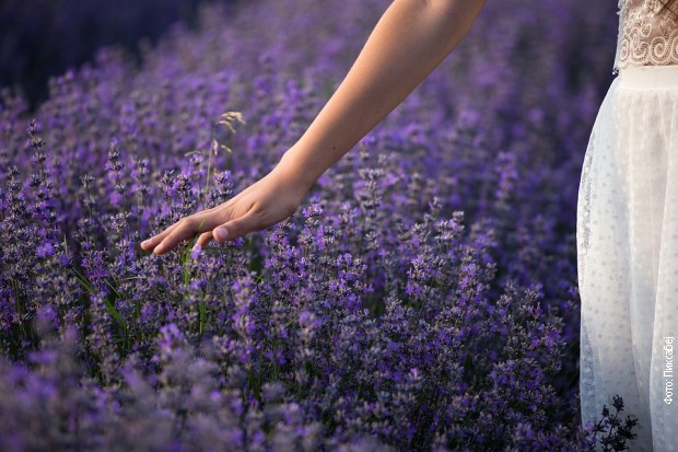 Lavanda se poslednjih godina gaji i kod nas