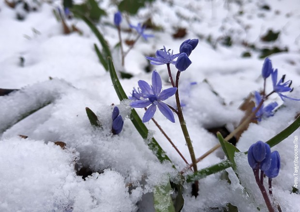 Sneg na Fruškoj gori, 18. mart