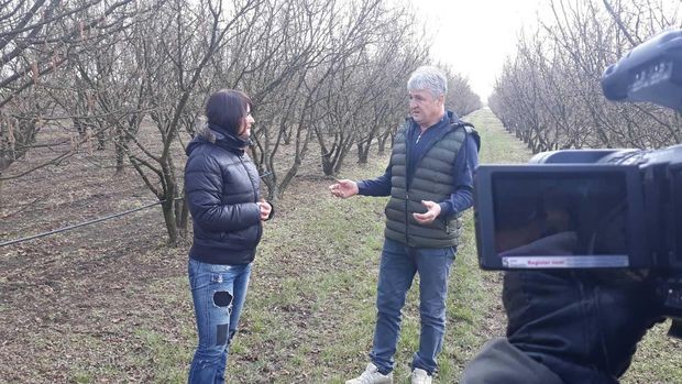 Plantaža lešnika Plantaža lešnika