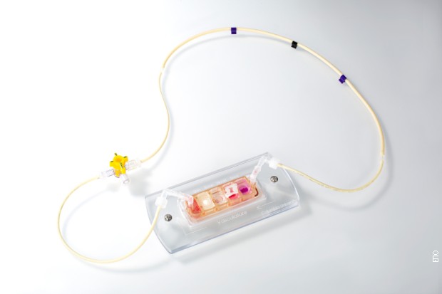 Srpsko-američka naučnica je i deo tima koji predvodi istraživanje o regeneraciji teško oštećenih pluća za transplantaciju