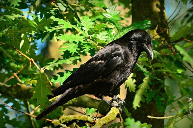 Zagrepčani strahuju od napada vrana, više devojaka u bolnici