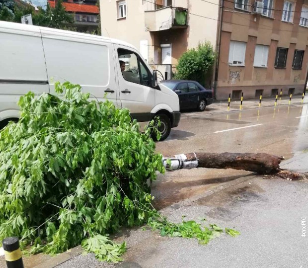 Tokom nevremena palo drvo u Vranju Tokom nevremena palo drvo u Vranju