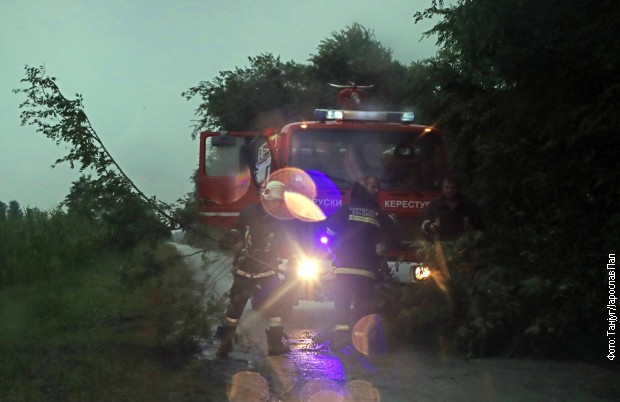 Oboreno stablo kod Ruskog Krstura Oboreno stablo kod Ruskog Krstura