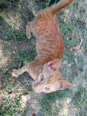 Може и маче са вама у аутобус, али по правилима