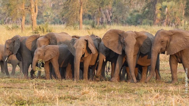 Slonovi-Gorongosa.jpg