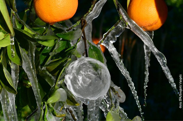 Stabla pomorandži na Peloponezu okovana ledom