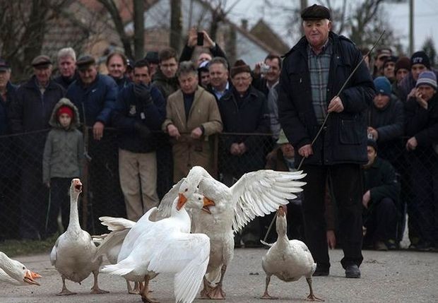 Борба гусана