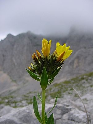 Лепота планине