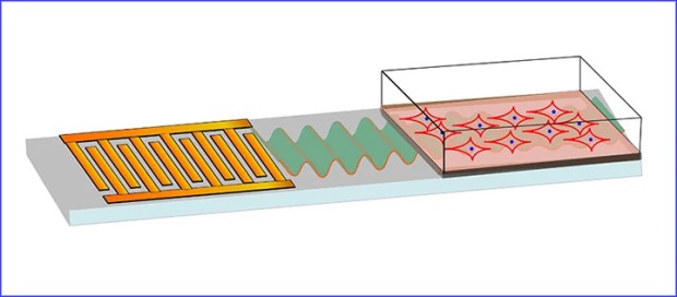 Eksperimentalna postavka, sa mikročipom sa leve strane i matičnim ćelijama sa desne strane. Zelena boja predstavlja zvučne talase