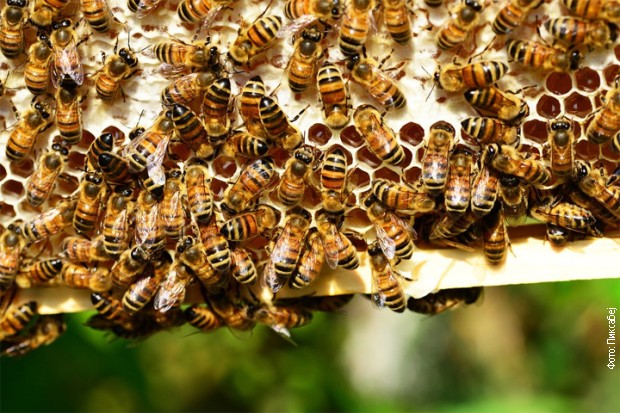 Да ли ће пчела бити матица или радилица, зависи од тога чиме се храни