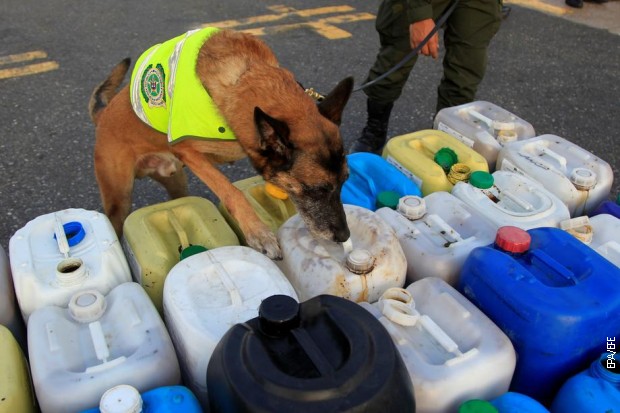 Policijski pas u potrazi za narkoticima