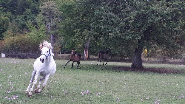 Боричко-арапски коњи у ергели