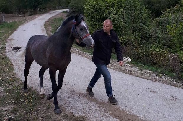 Elegantan hod i lepota konja, rezultat rada uzgajivača Elegantan hod i lepota konja, rezultat rada uzgajivača