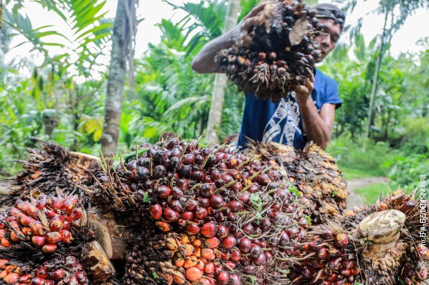 Индонезија забранила извоз палминог уља