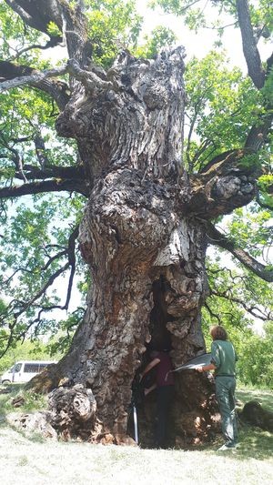 Храст стар више од хиљаду година