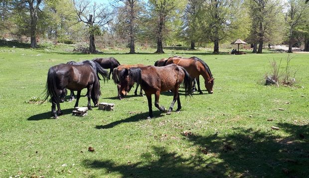 Коњи који сами брину о себи