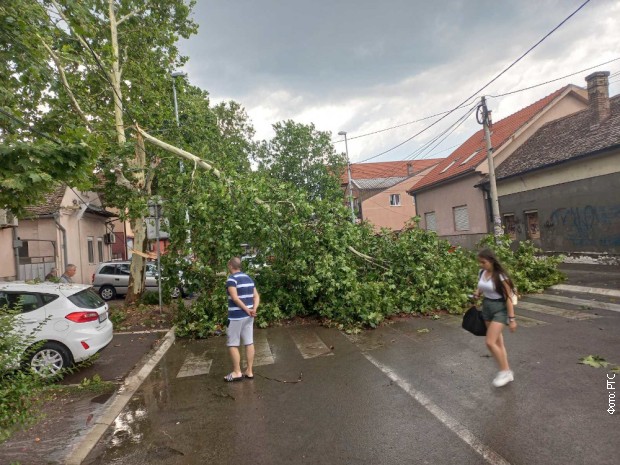 Oboreno drvo u Ugrinovačkoj ulici u Zemunu