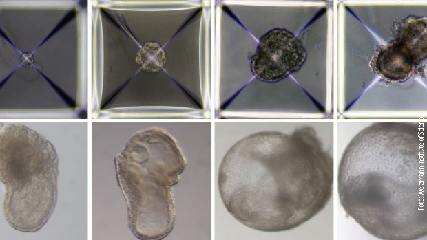 Razvoj sintetičkih embriona 