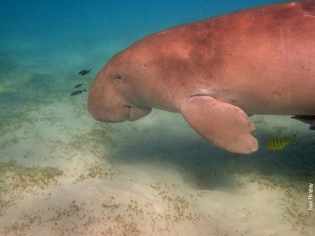 Simpatični tromi sisar-vegetarijanac dugong više ne živi u vodama Kine