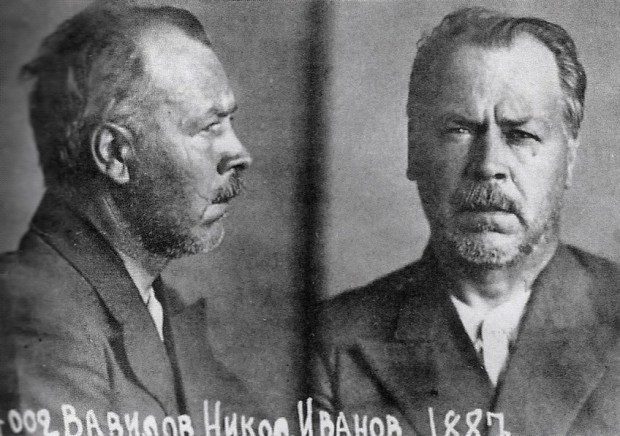 Nikolaj Vavilov u zatvoru Nikolaj Vavilov u zatvoru