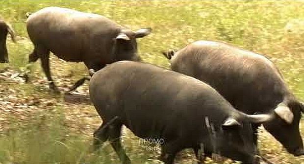 Аутохтона раса