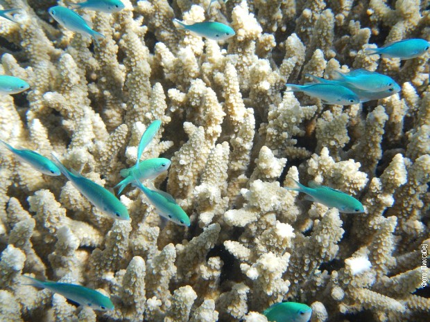 Zagrevanje okeana je najveća pretnja koralima