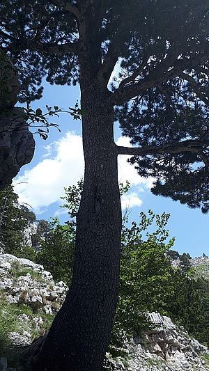 Stablo munike Stablo munike