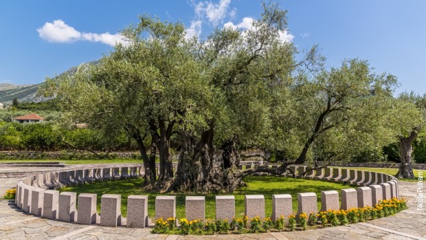 Maslina u Baru, stara 2.000 godina Maslina u Baru, stara 2.000 godina